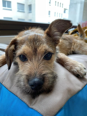 Fito