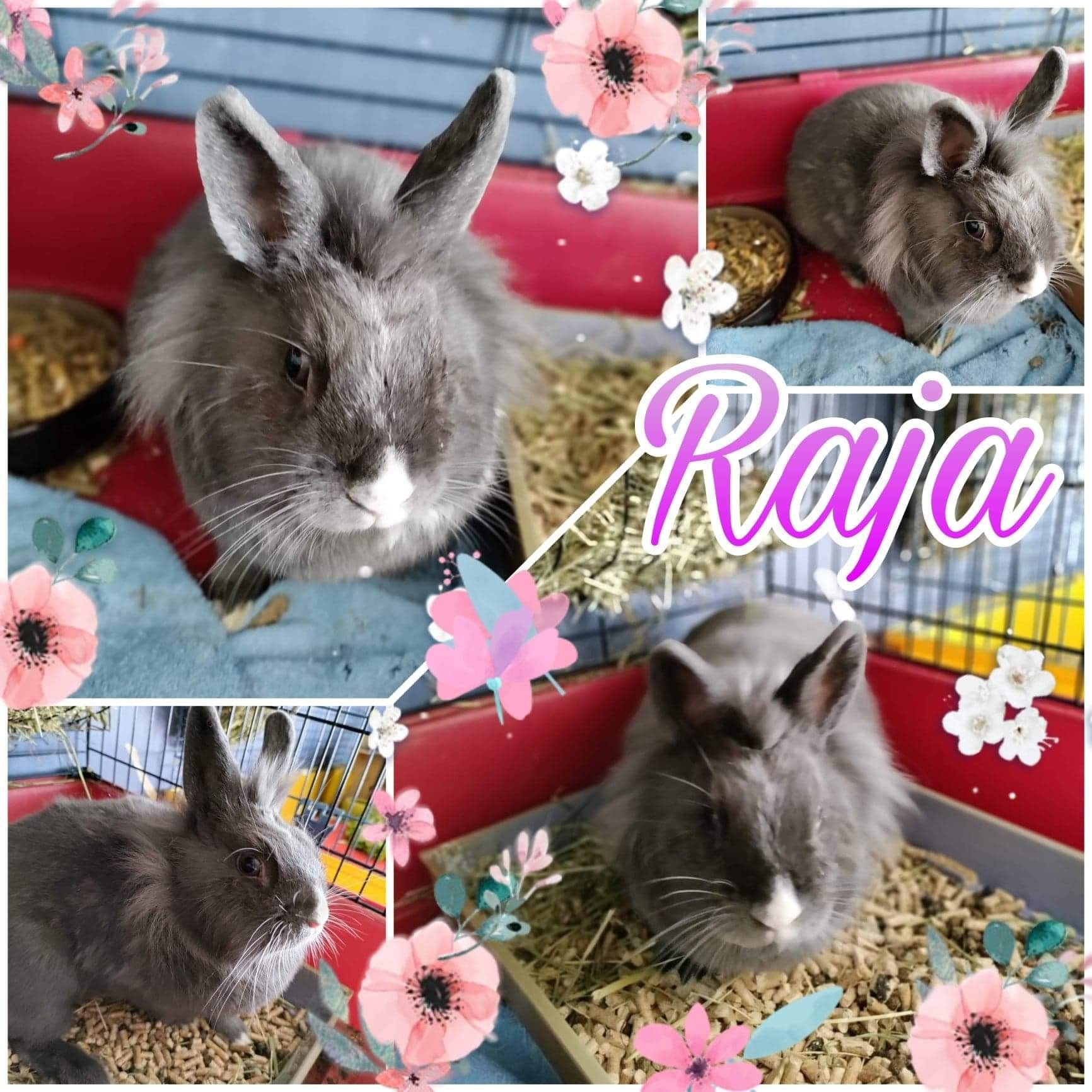 Raja