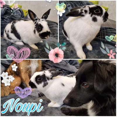 Noupi