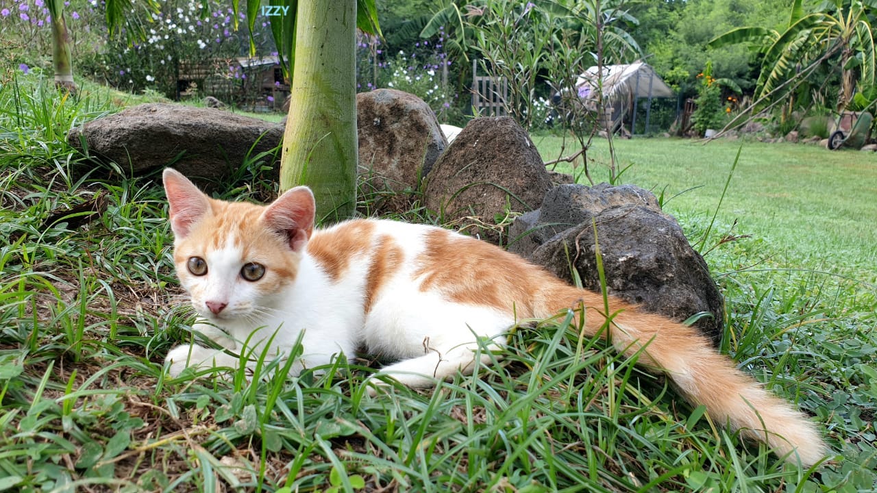 Izzy, chaton mâle européen non-lof