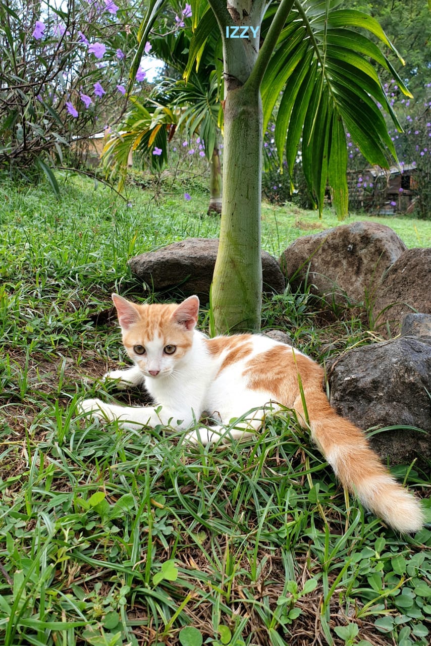 Izzy, chaton mâle européen non-lof