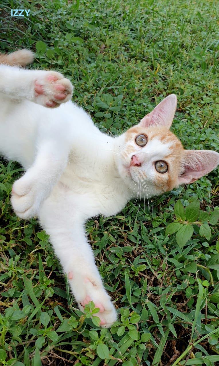 Izzy, chaton mâle européen non-lof