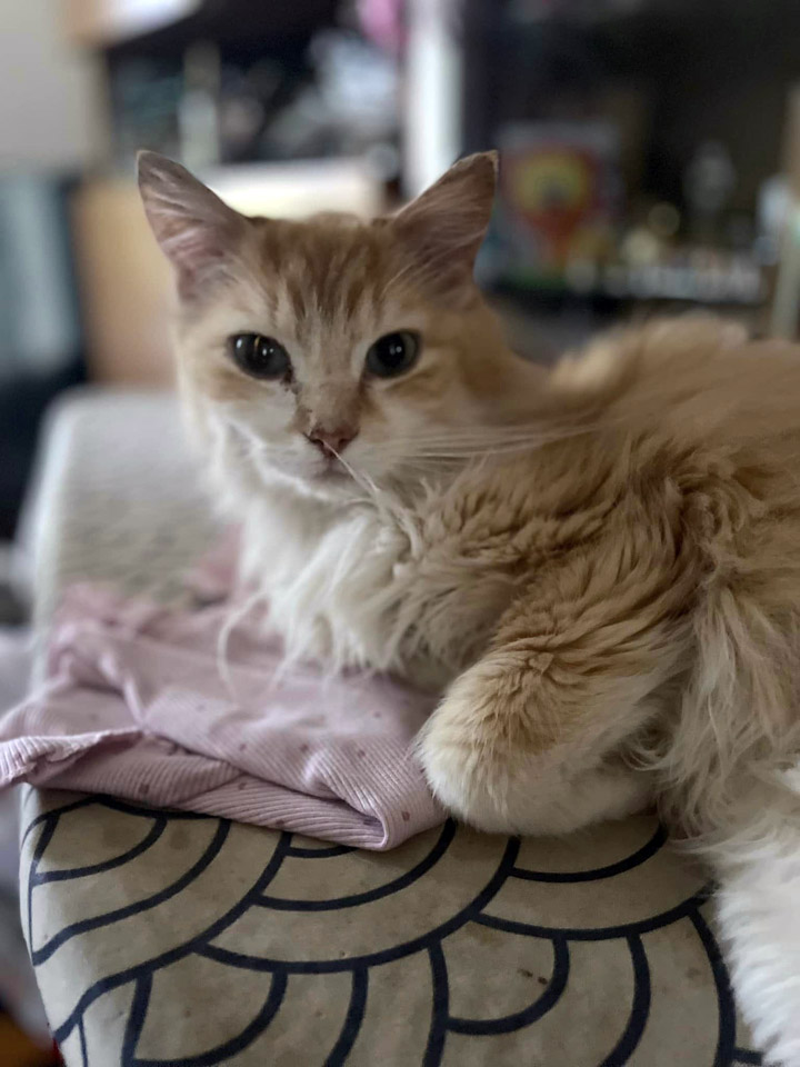 Petit roux