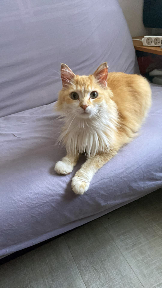 Petit roux