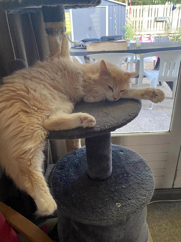 Petit roux