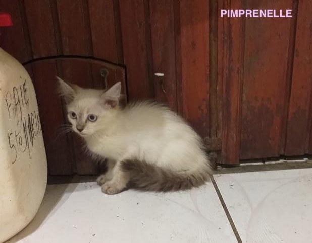 Pimprenelle, chaton femelle croisée siamois non-lof