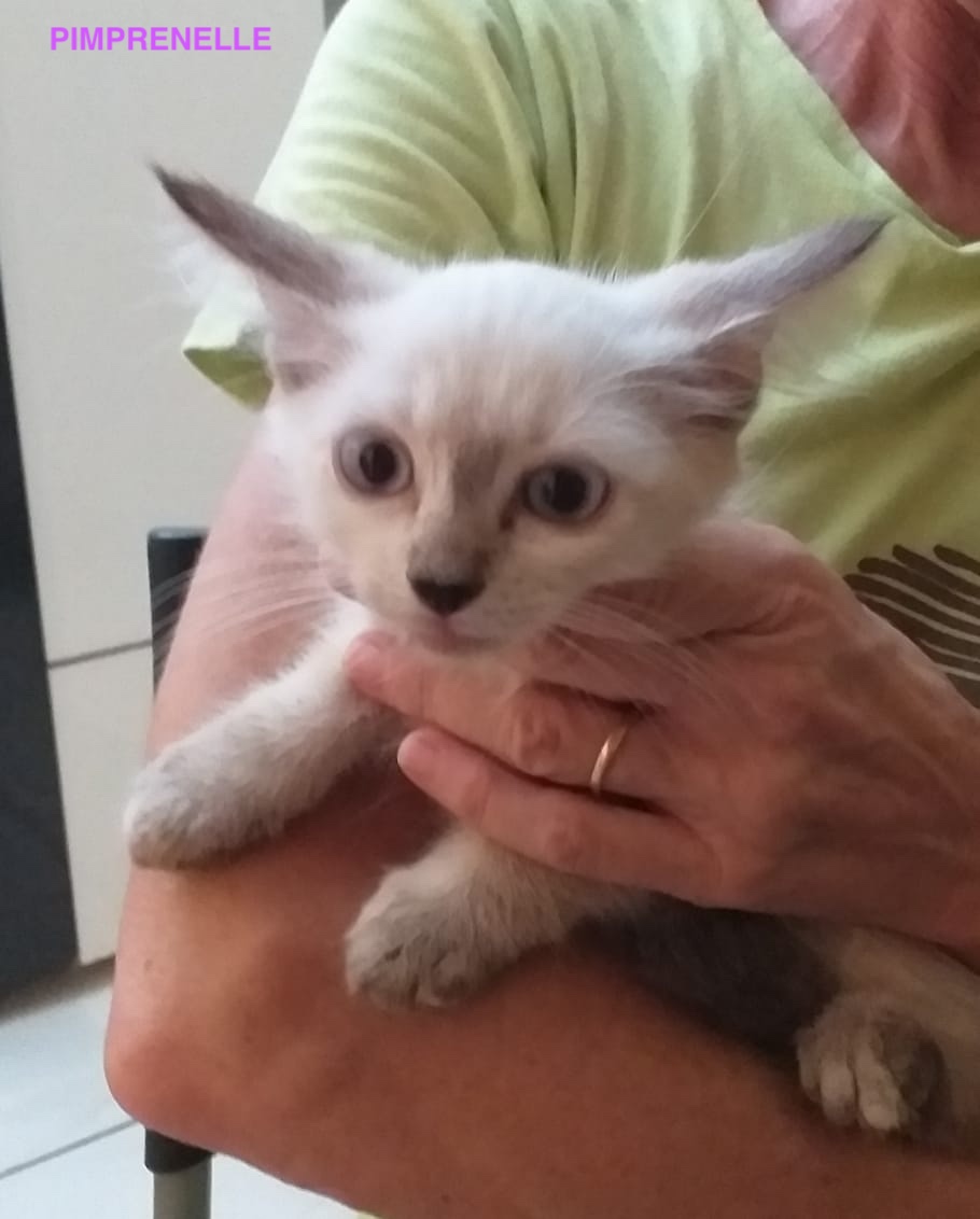 Pimprenelle, chaton femelle croisée siamois non-lof