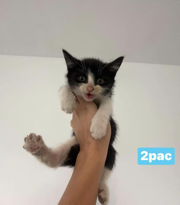 2pac