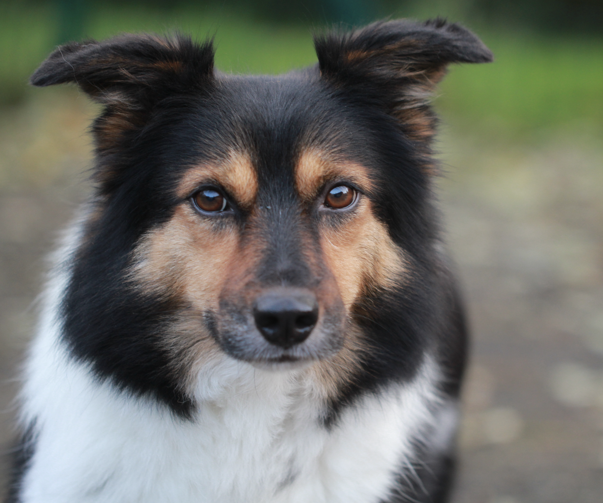Patsi