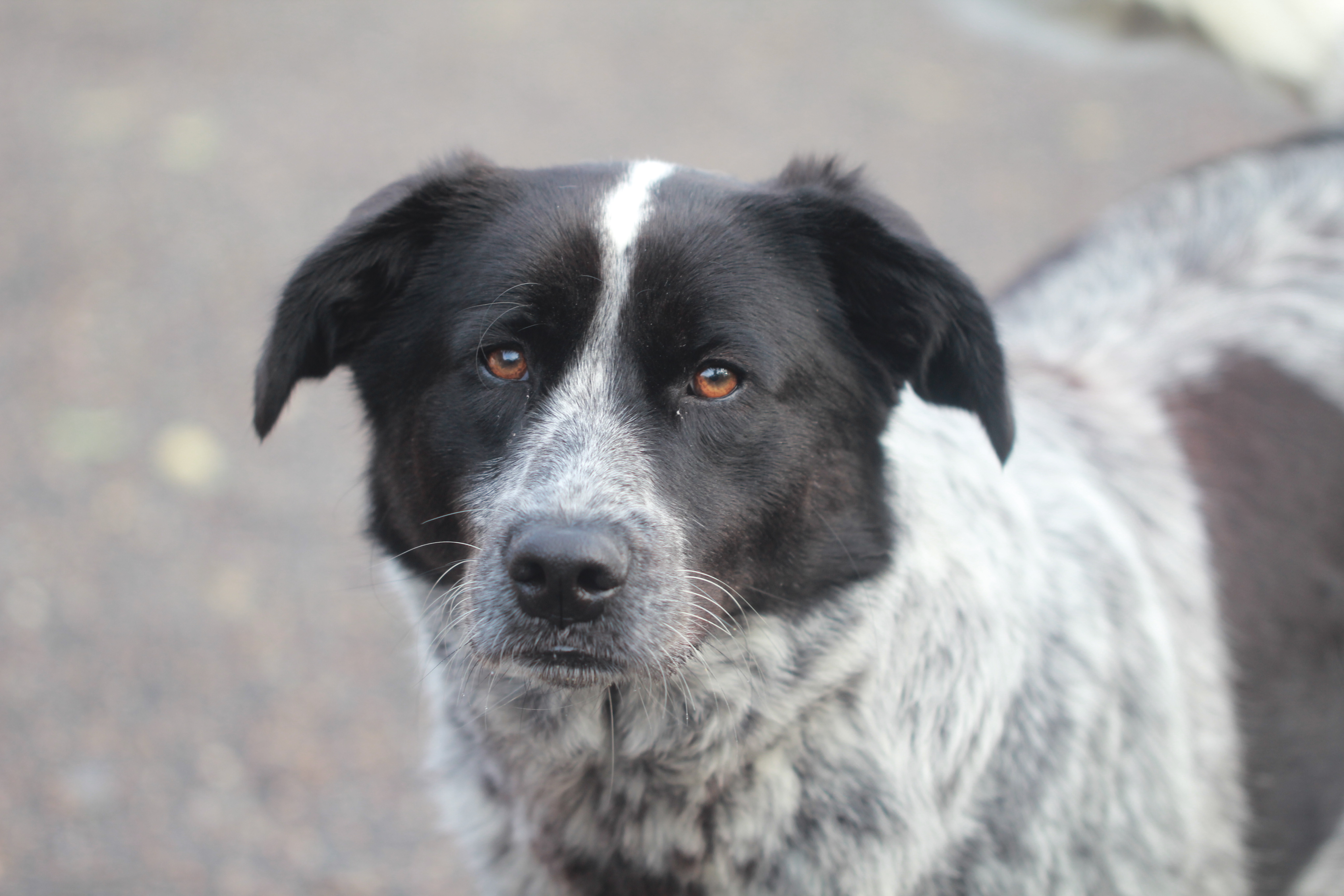 Ralu