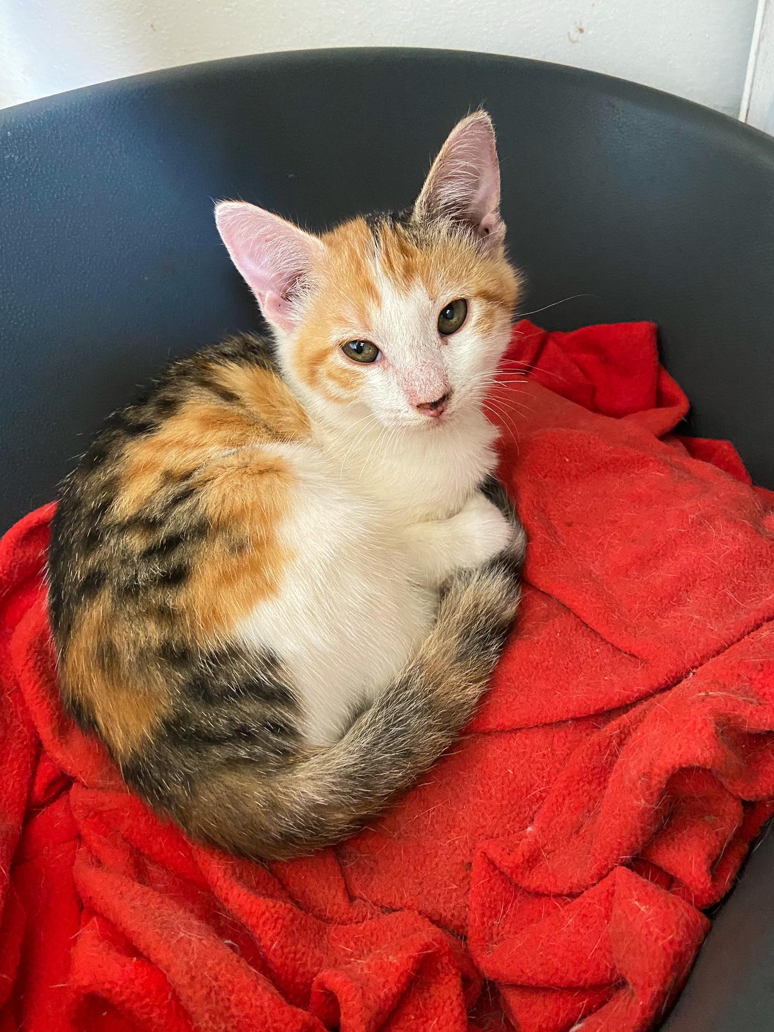 COCA, Chaton femelle Croisé NON-LOF