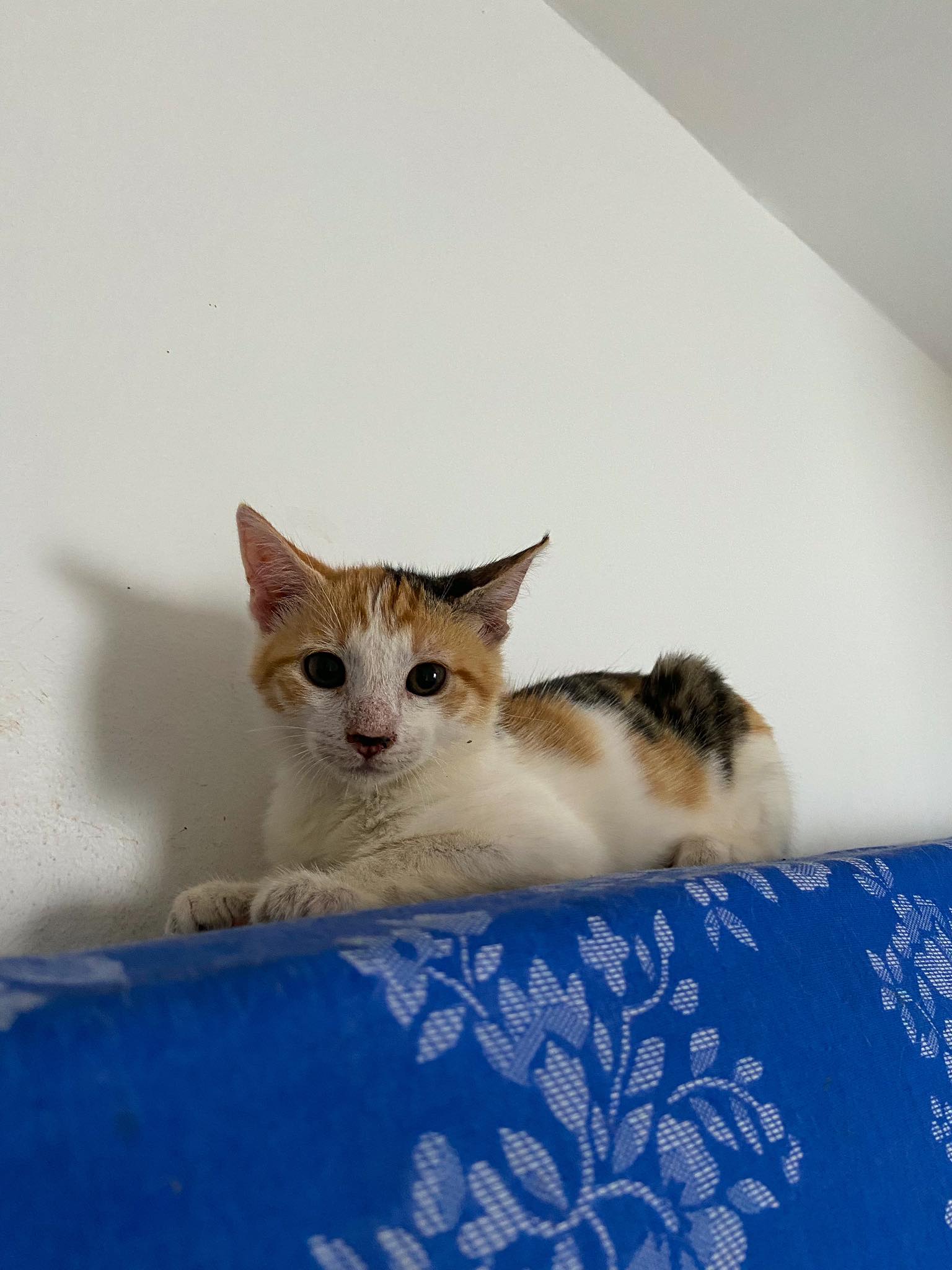 COCA, Chaton femelle Croisé NON-LOF
