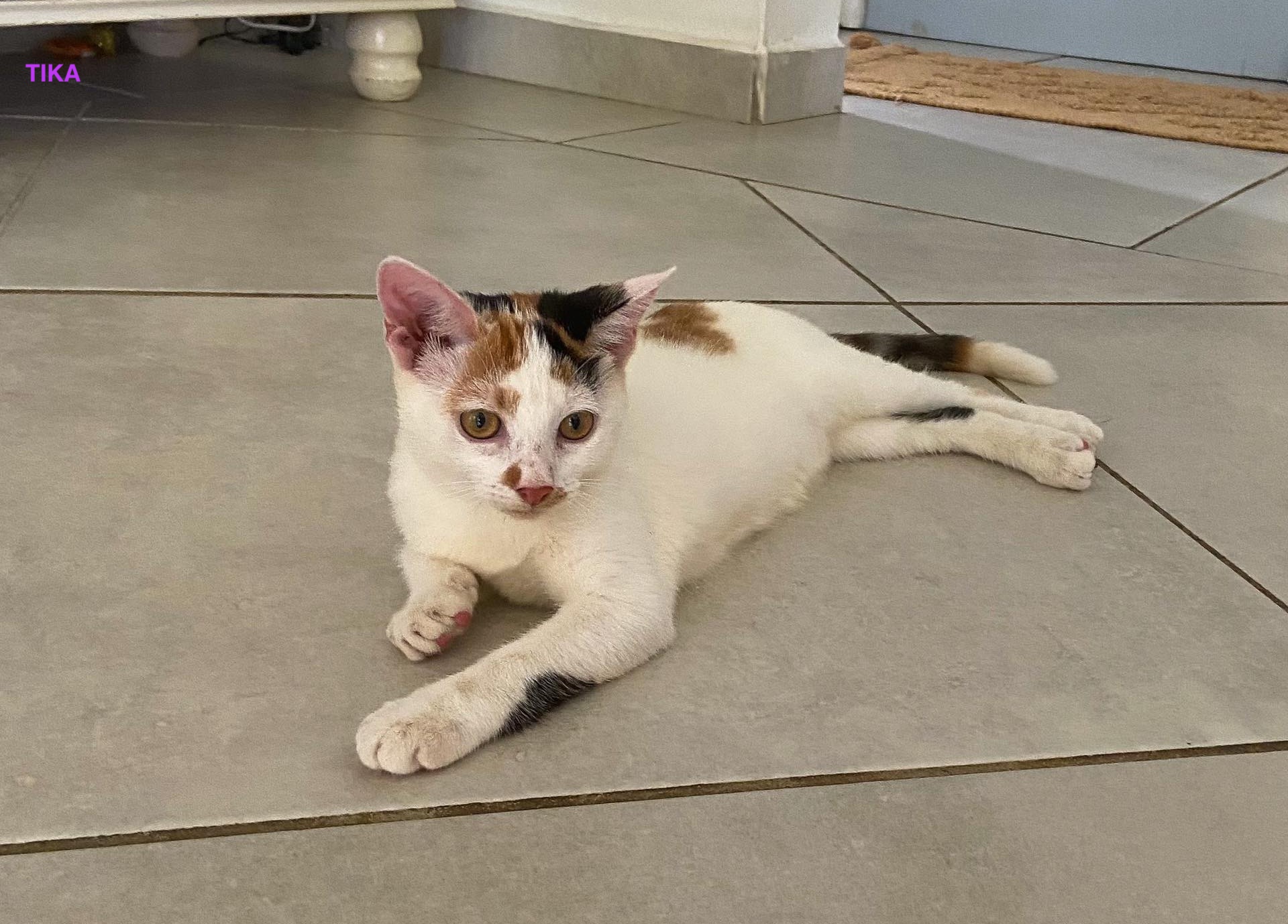 TIKA, Chaton femelle Croisée NON-LOF