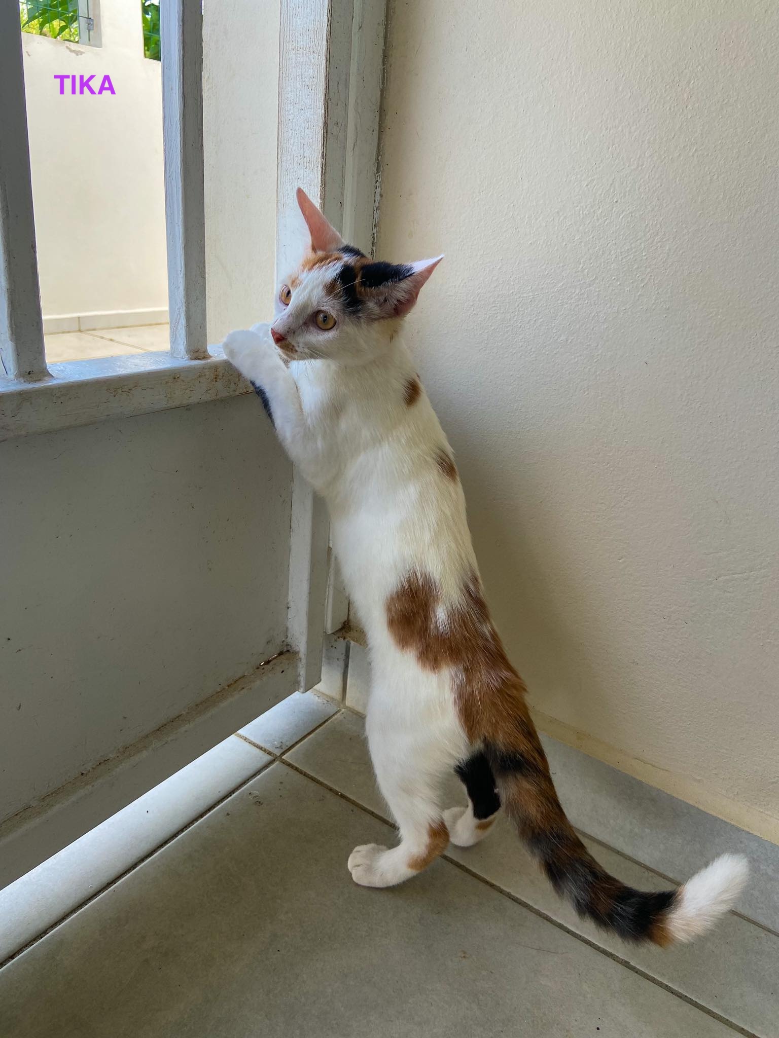 TIKA, Chaton femelle Croisée NON-LOF