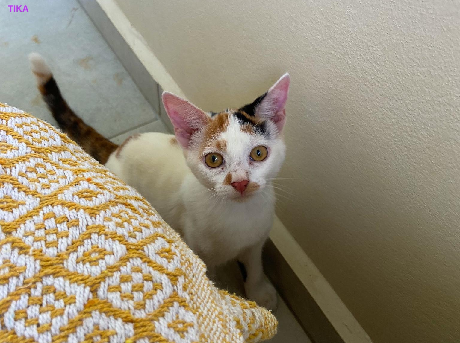 TIKA, Chaton femelle Croisée NON-LOF