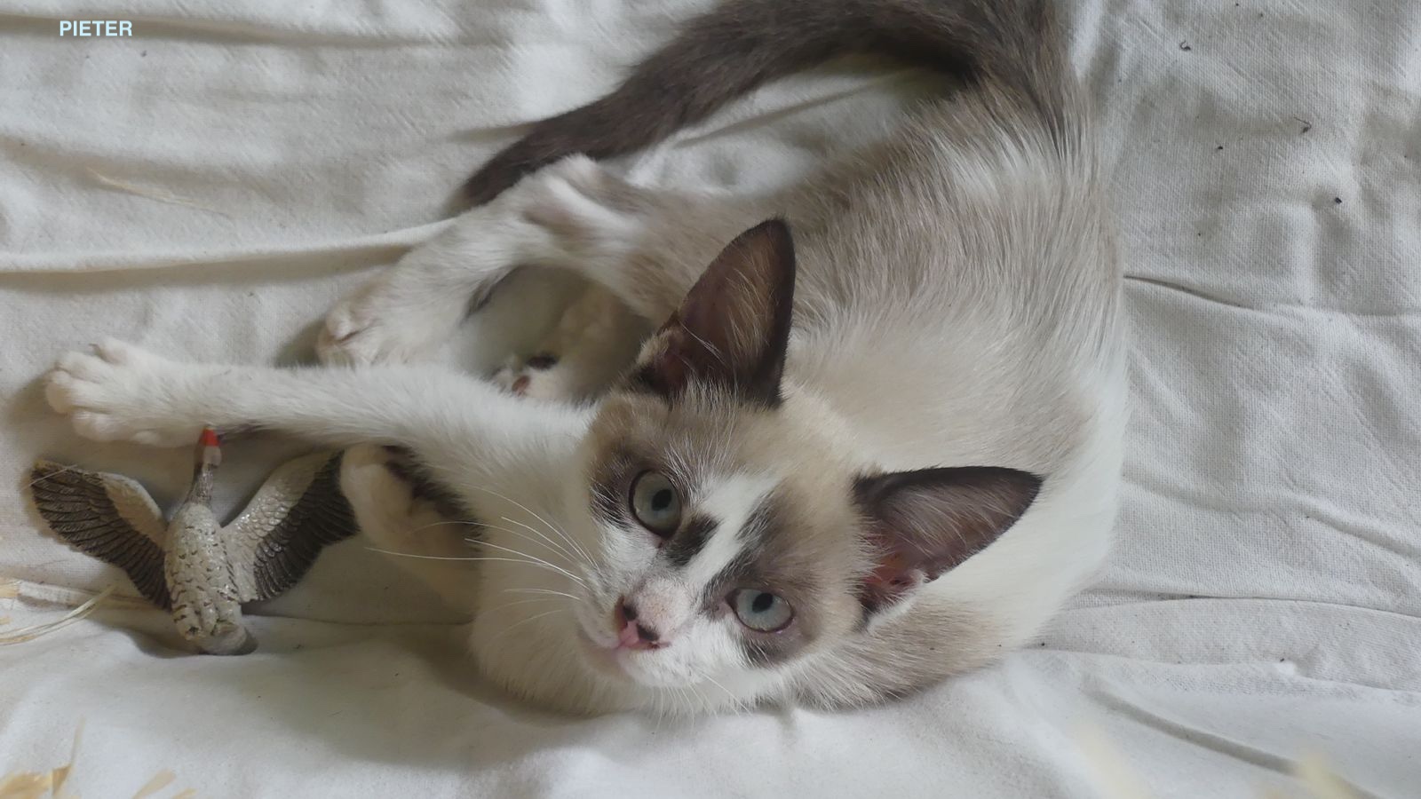PIETER, Chaton mâle Croisé Siamois NON-LOF