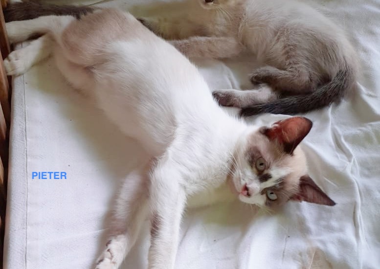 PIETER, Chaton mâle Croisé Siamois NON-LOF