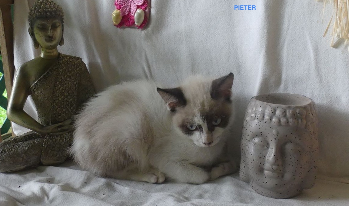 PIETER, Chaton mâle Croisé Siamois NON-LOF