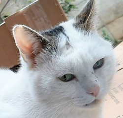LOUKOUM