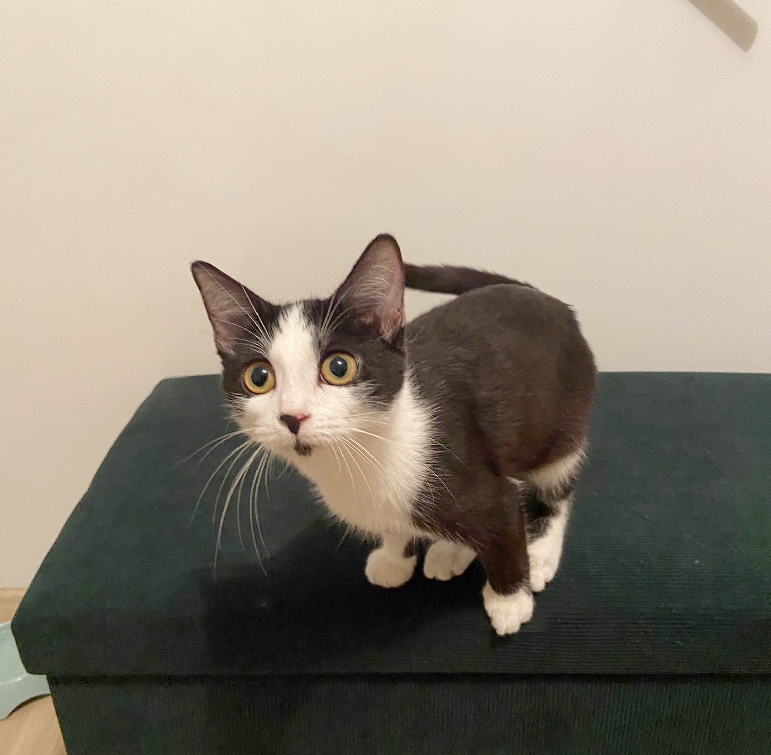 VINNIE, Chaton Femelle Croisée Européen NON-LOF