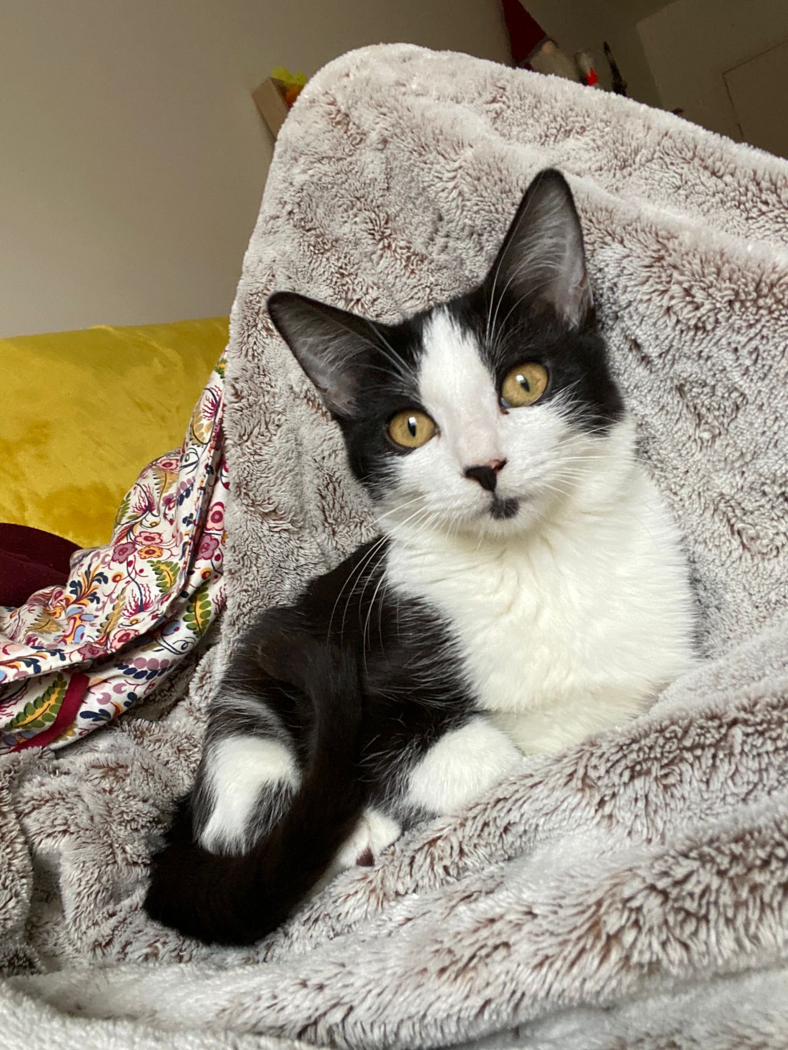 VINNIE, Chaton Femelle Croisée Européen NON-LOF