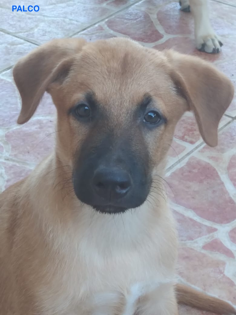 PALCO, chiot mâle Croisé Créole NON-LOF