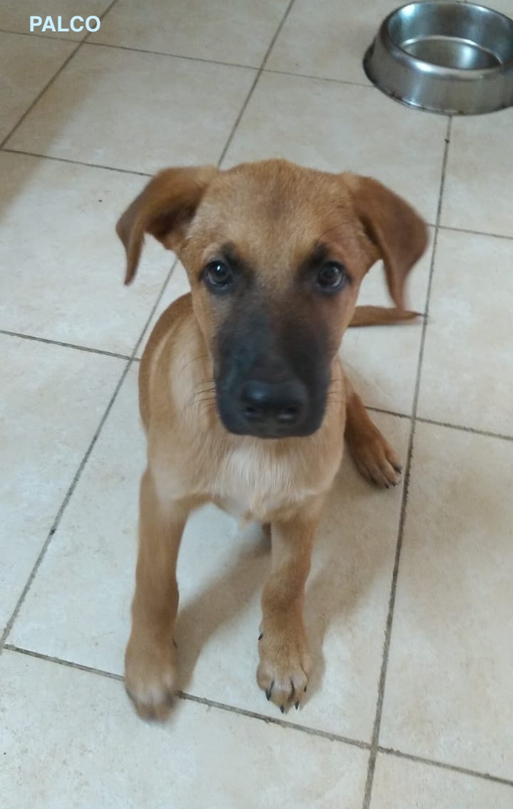 PALCO, chiot mâle Croisé Créole NON-LOF