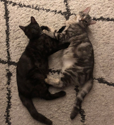 Nikos & neko