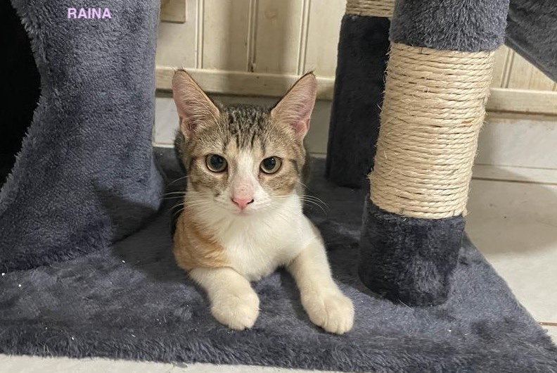RAINA, Chaton femelle Croisée NON-LOF