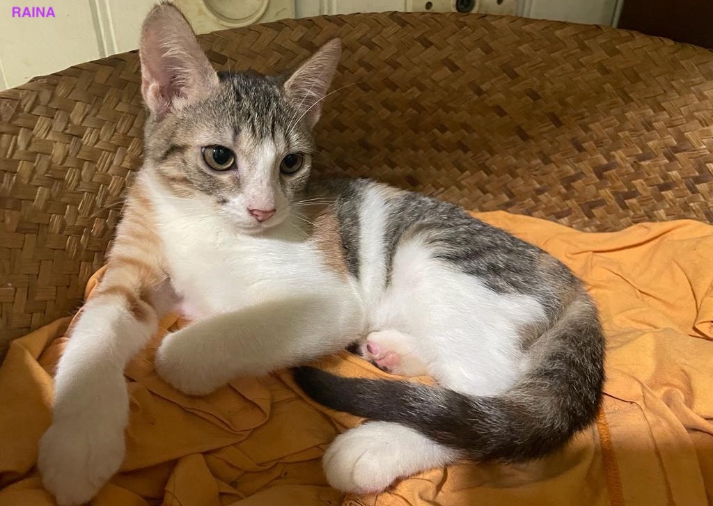 RAINA, Chaton femelle Croisée NON-LOF