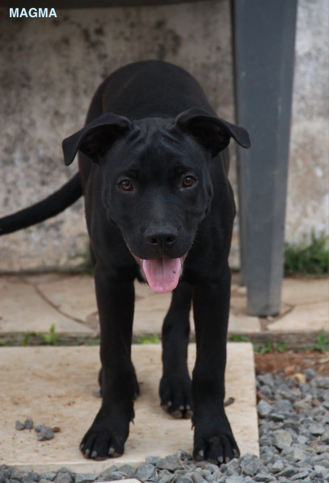 MAGMA, chiot Mâle Croisé Labrador NON-LOF