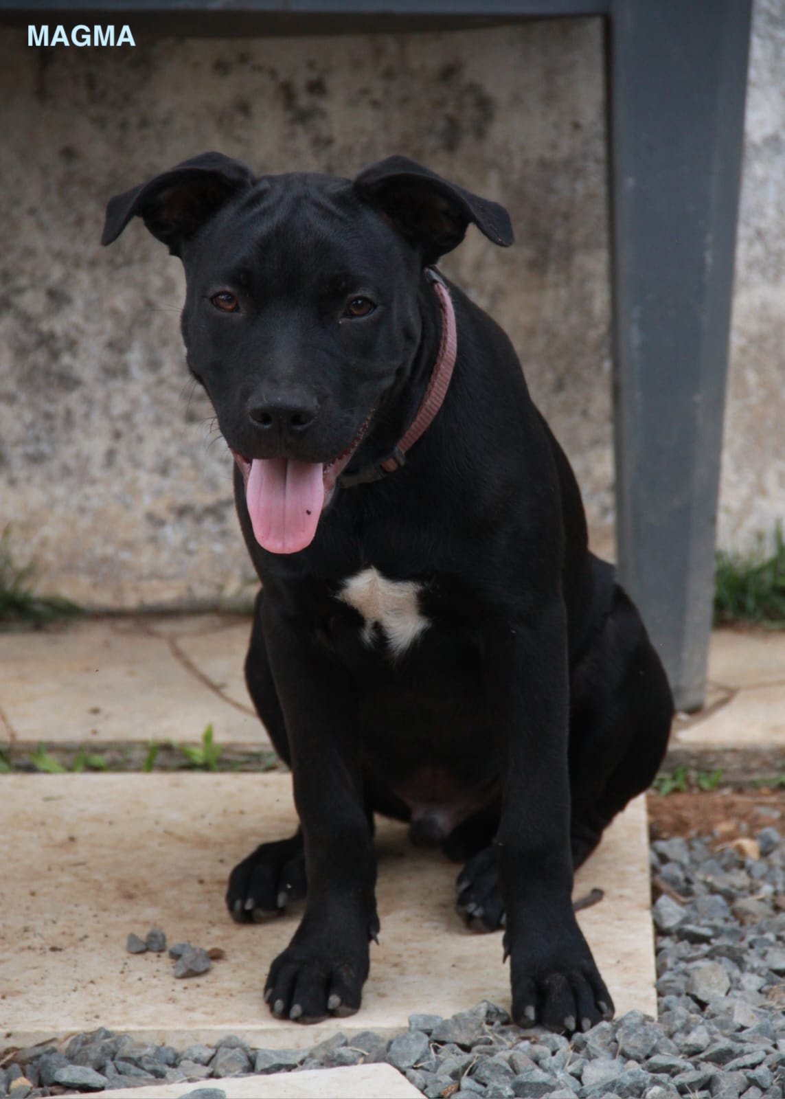 MAGMA, chiot Mâle Croisé Labrador NON-LOF