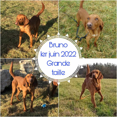 Bruno