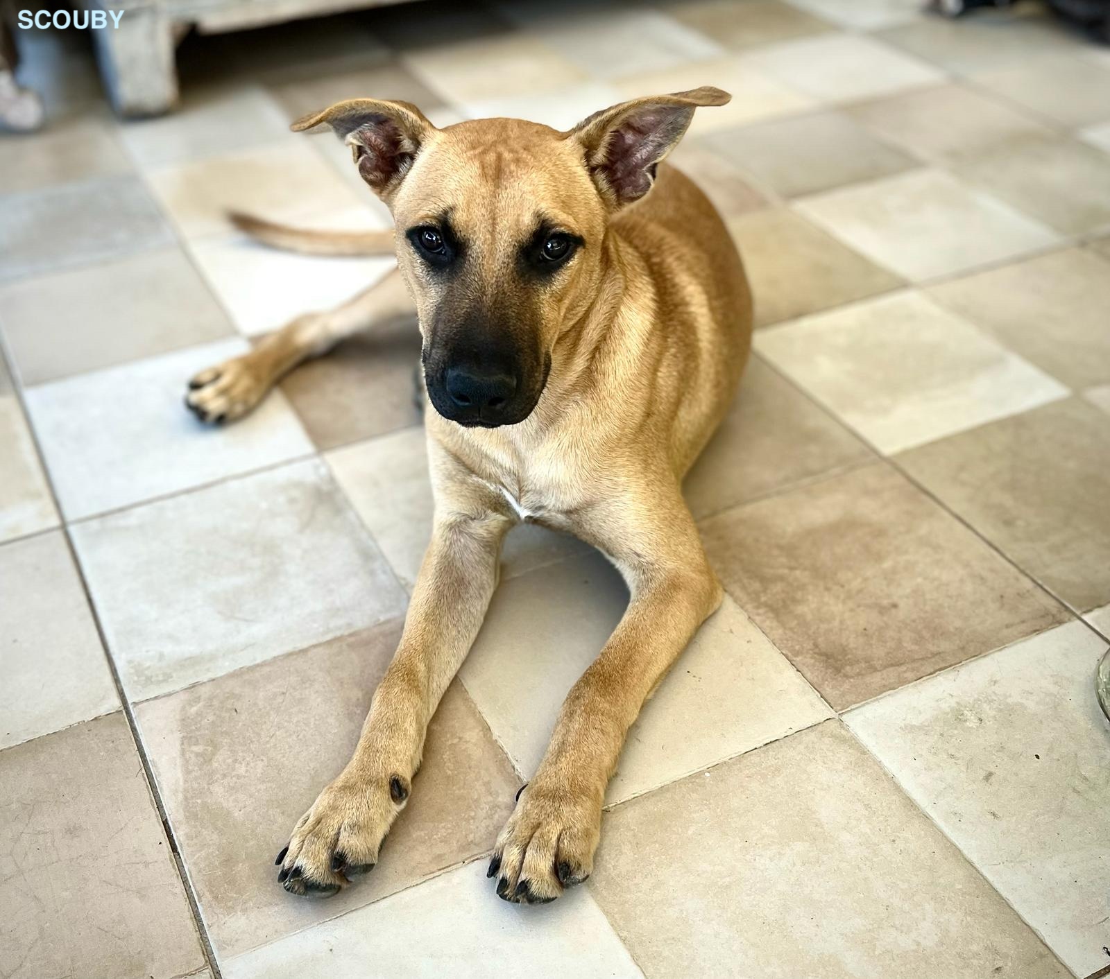 SCOUBY, chiot mâle Croisé Créole NON-LOF