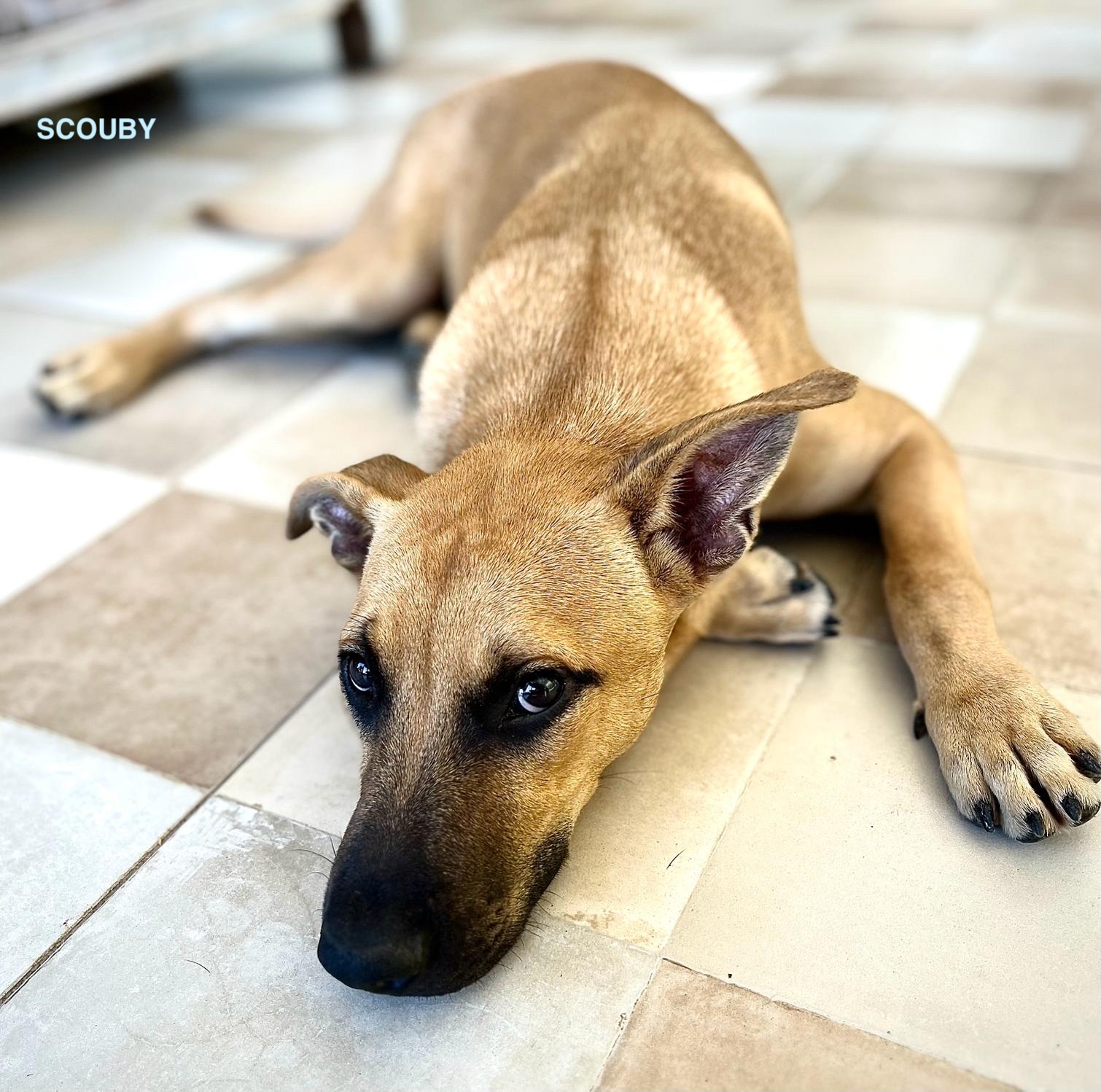 SCOUBY, chiot mâle Croisé Créole NON-LOF