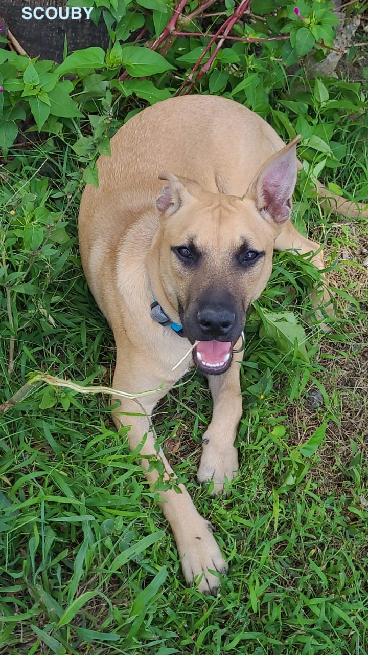SCOUBY, chiot mâle Croisé Créole NON-LOF
