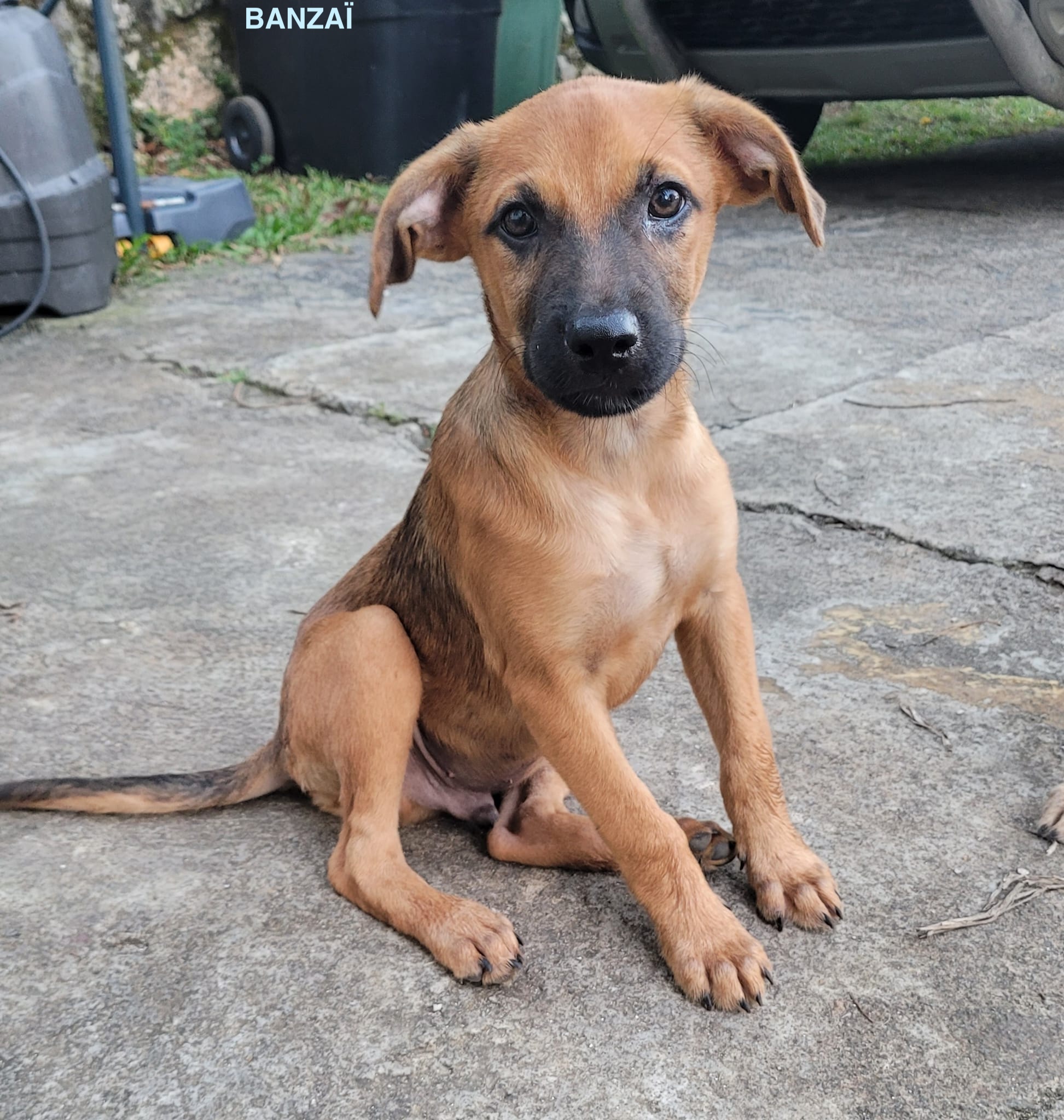 BANZAI, chiot Mâle Croisé Créole NON-LOF