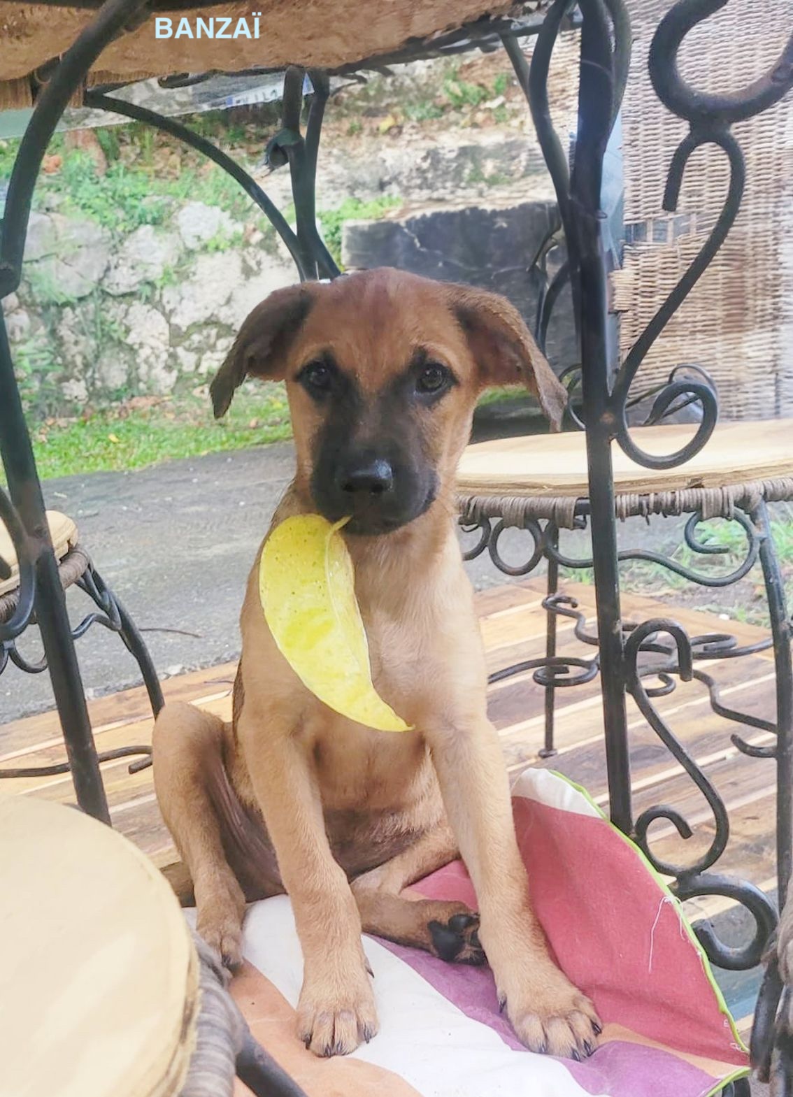 BANZAI, chiot Mâle Croisé Créole NON-LOF