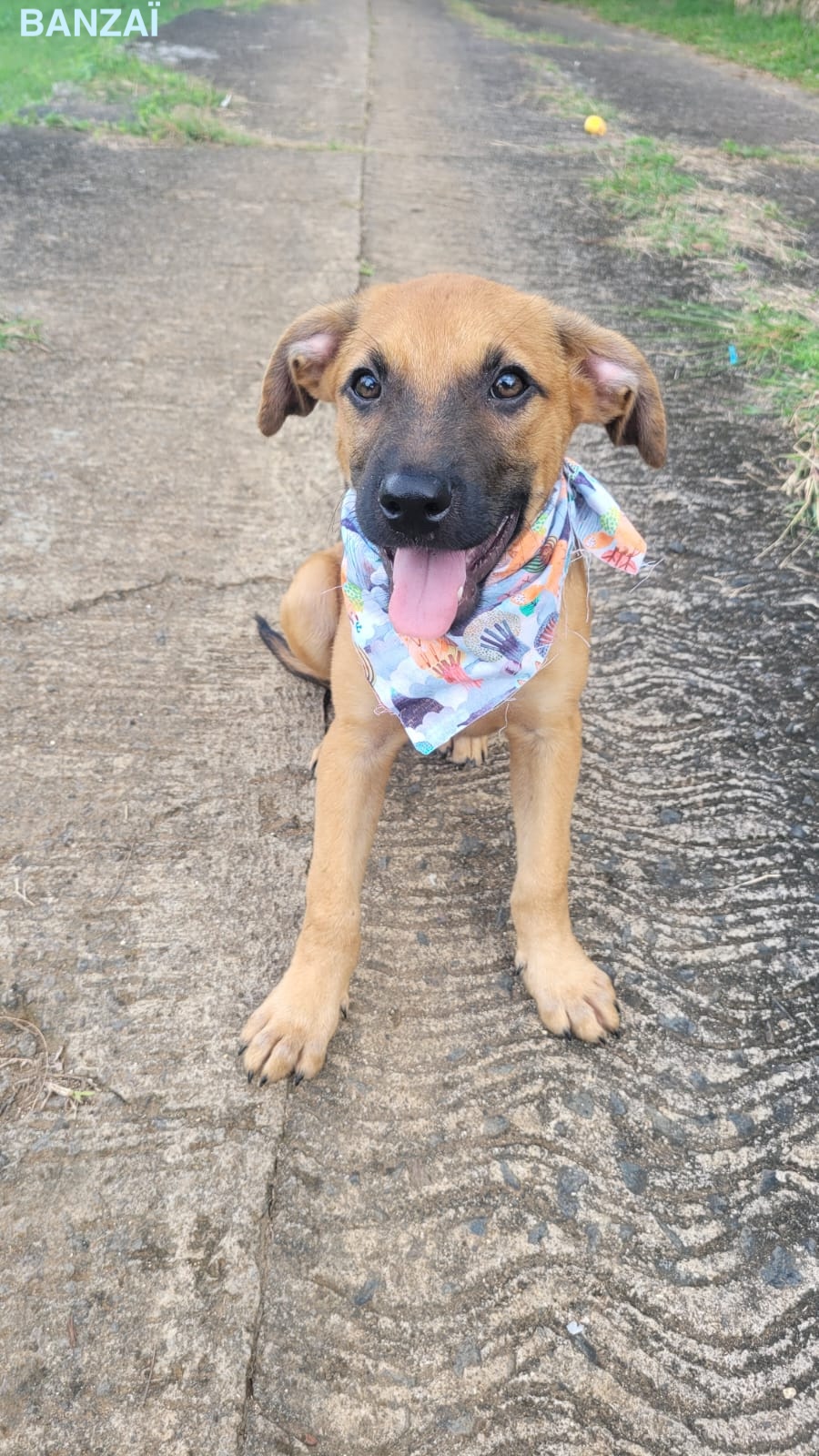 BANZAI, chiot Mâle Croisé Créole NON-LOF