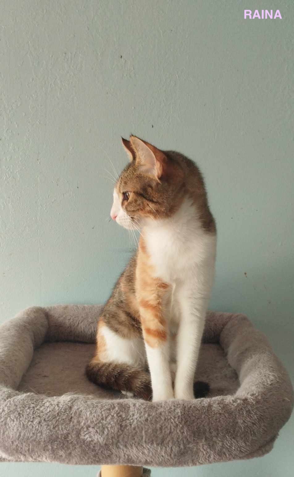 RAINA, Chaton Femelle Croisée NON-LOOF