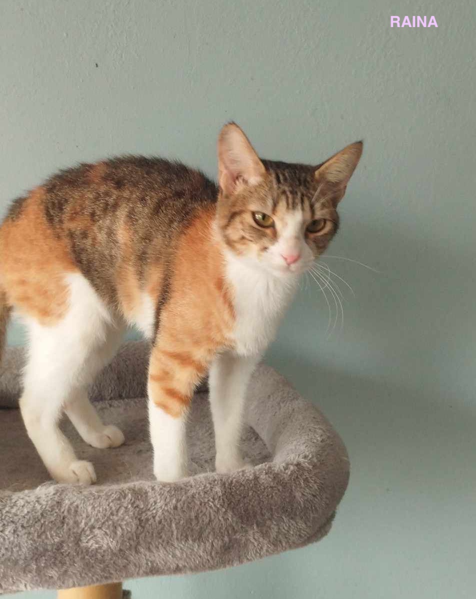 RAINA, Chaton Femelle Croisée NON-LOOF