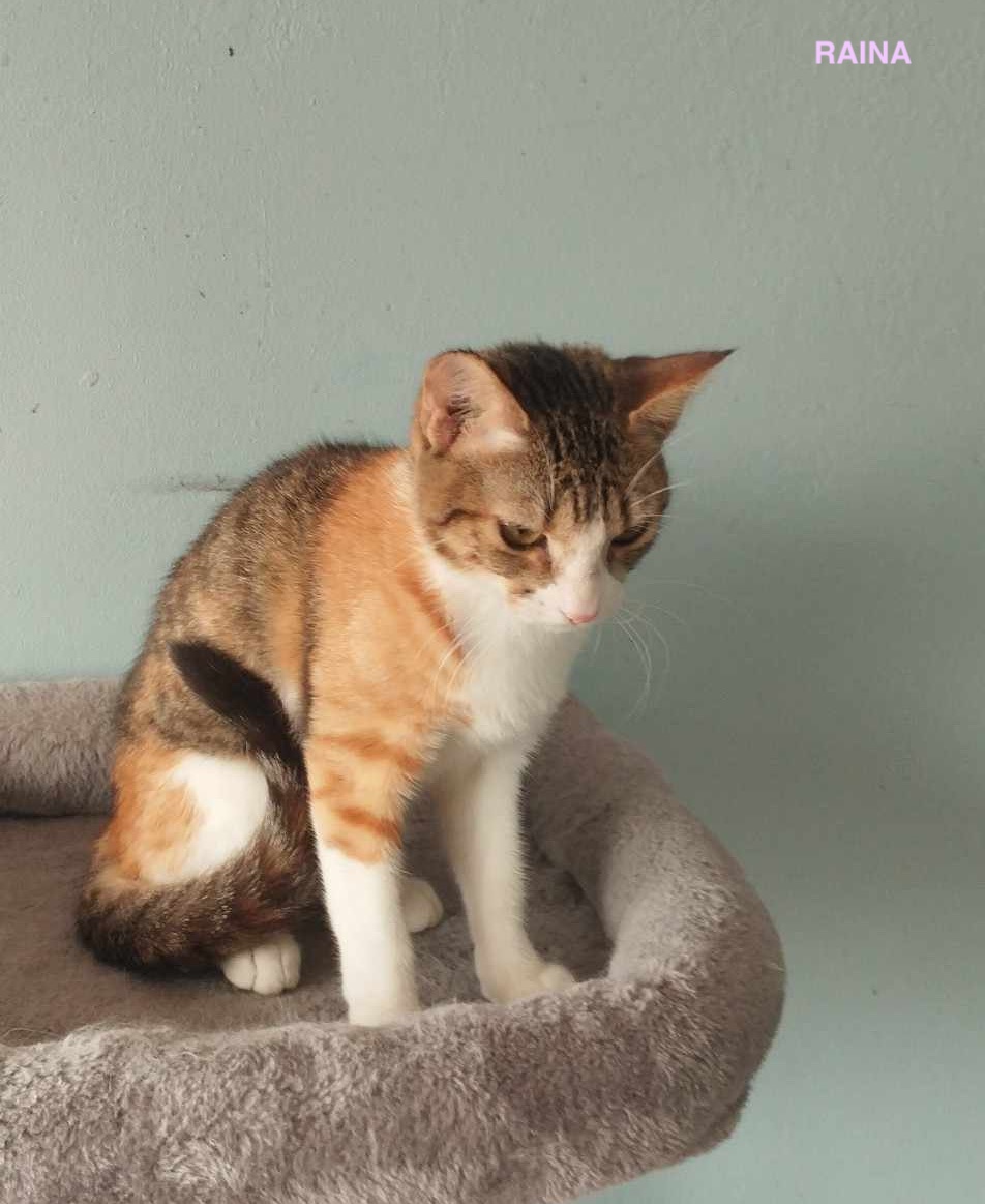 RAINA, Chaton Femelle Croisée NON-LOOF