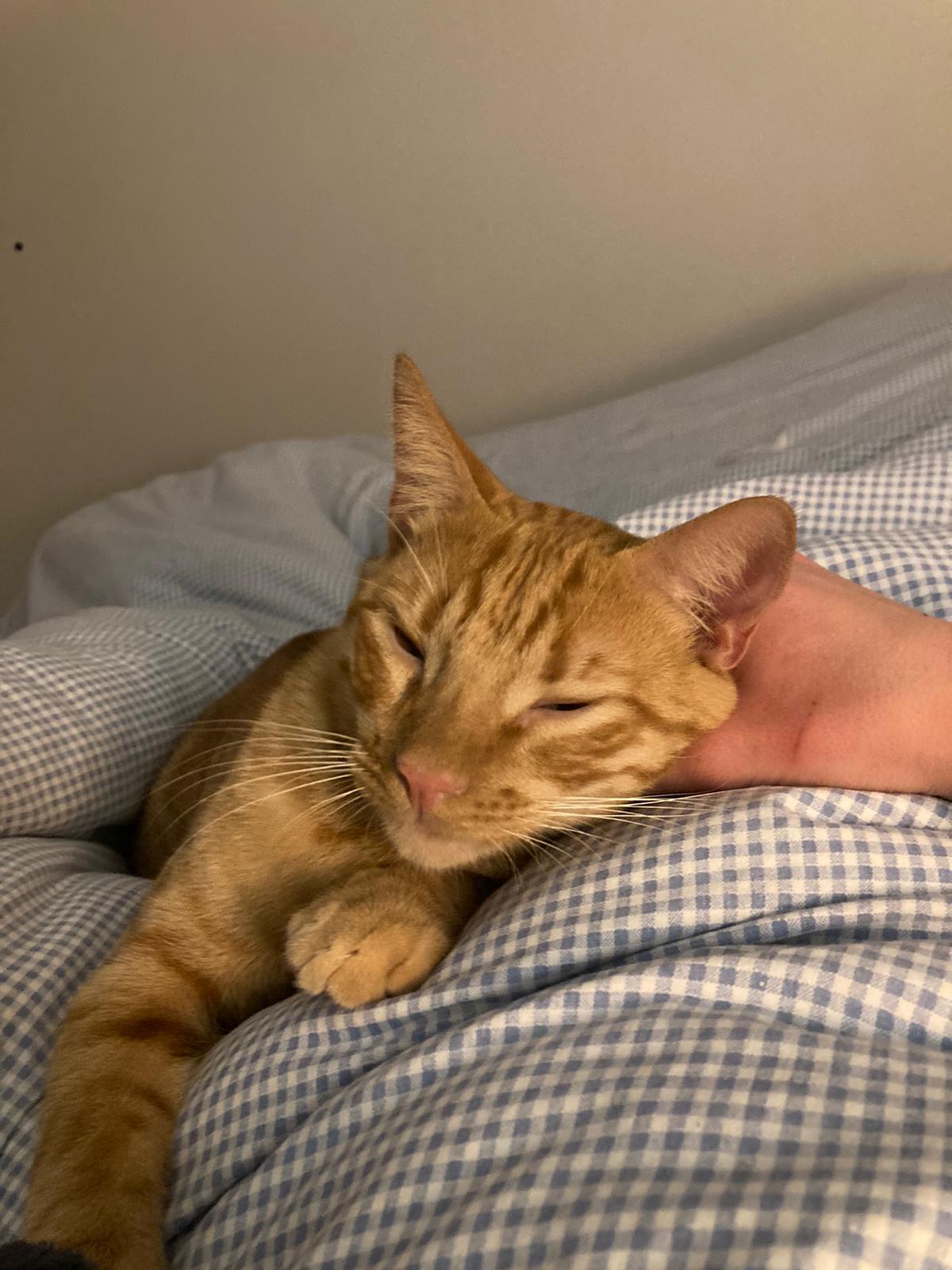 RONNY, Mâle junior Croisé NON-LOOF