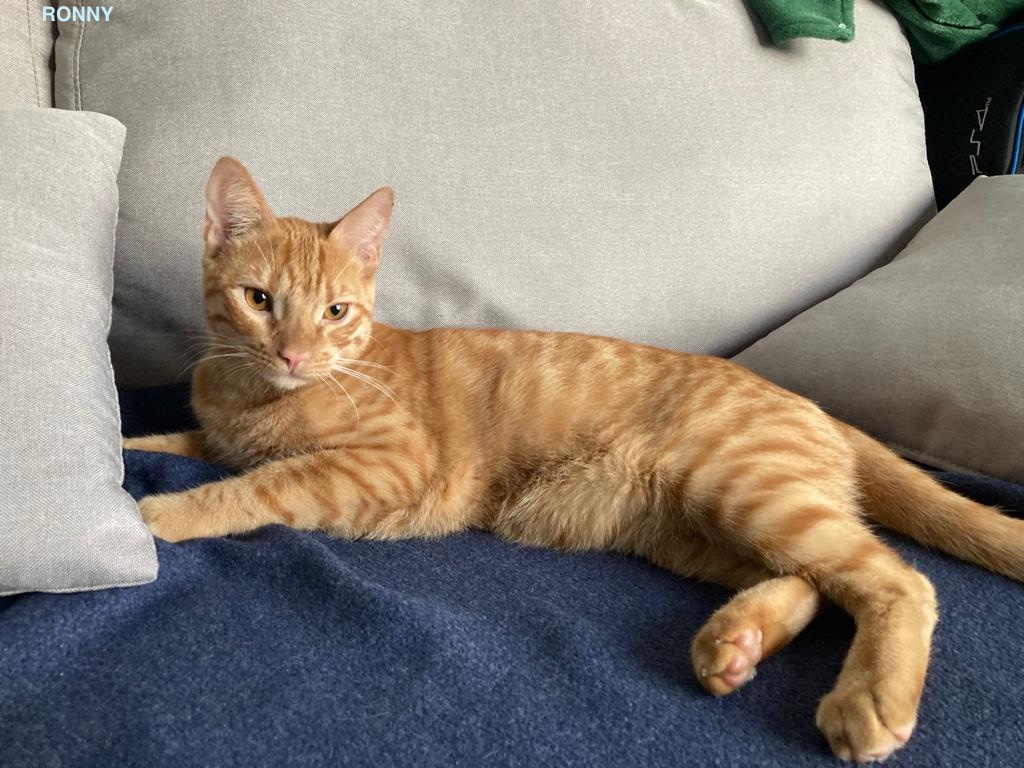 RONNY, Mâle junior Croisé NON-LOOF