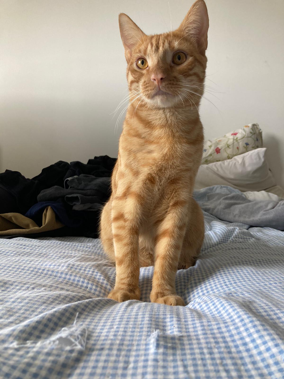 RONNY, Mâle junior Croisé NON-LOOF