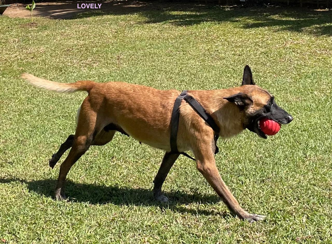 LOVELY, Femelle Croisée Berger Malinois NON-LOF