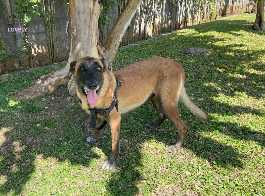 LOVELY, Femelle Croisée Berger Malinois NON-LOF