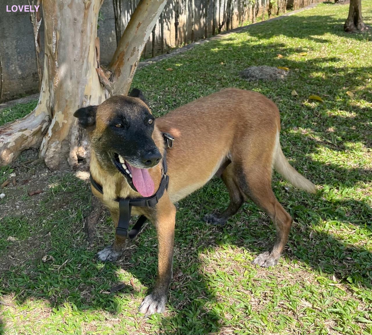 LOVELY, Femelle Croisée Berger Malinois NON-LOF