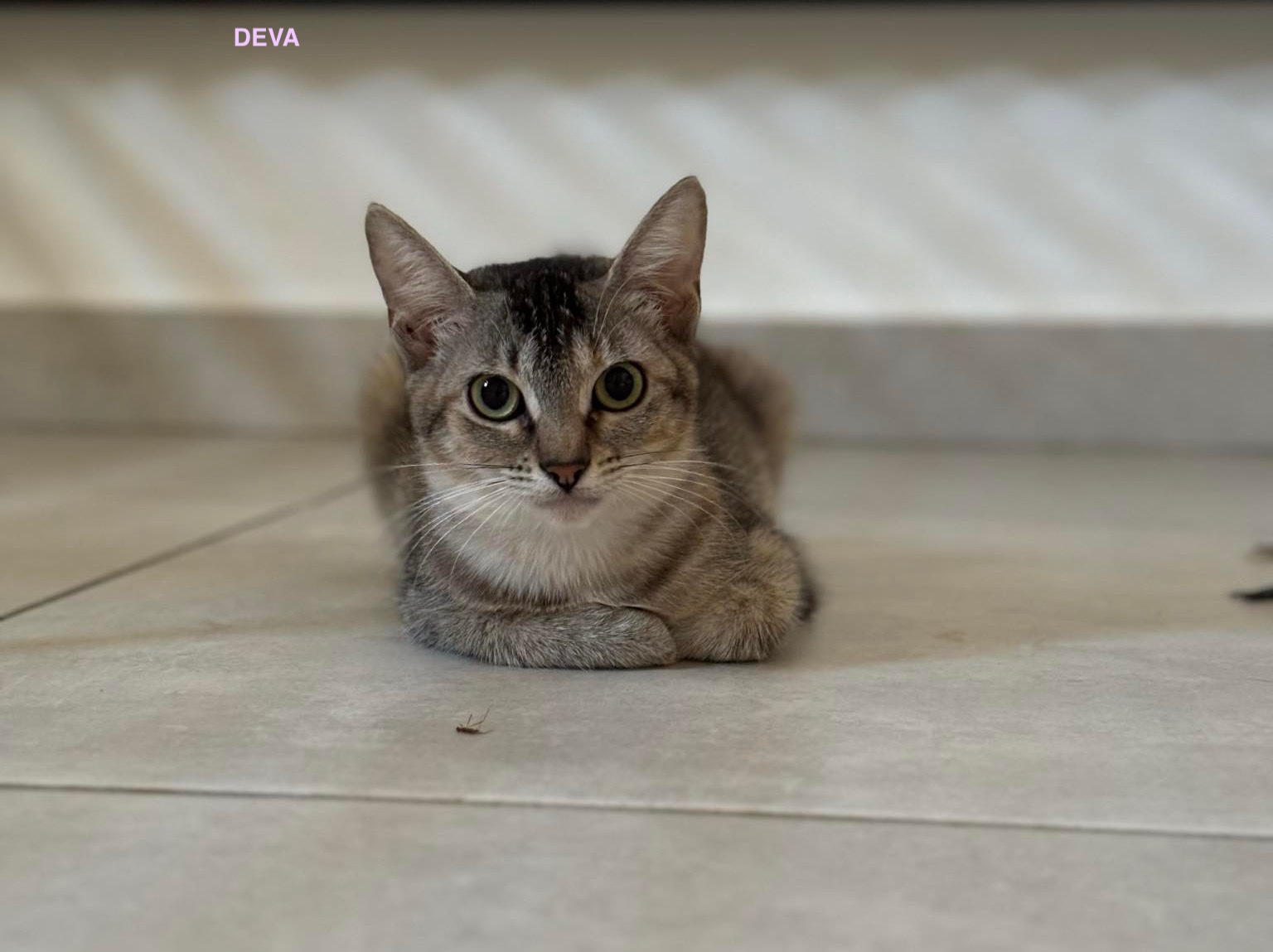 DEVA, Chaton femelle Croisé NON-LOF