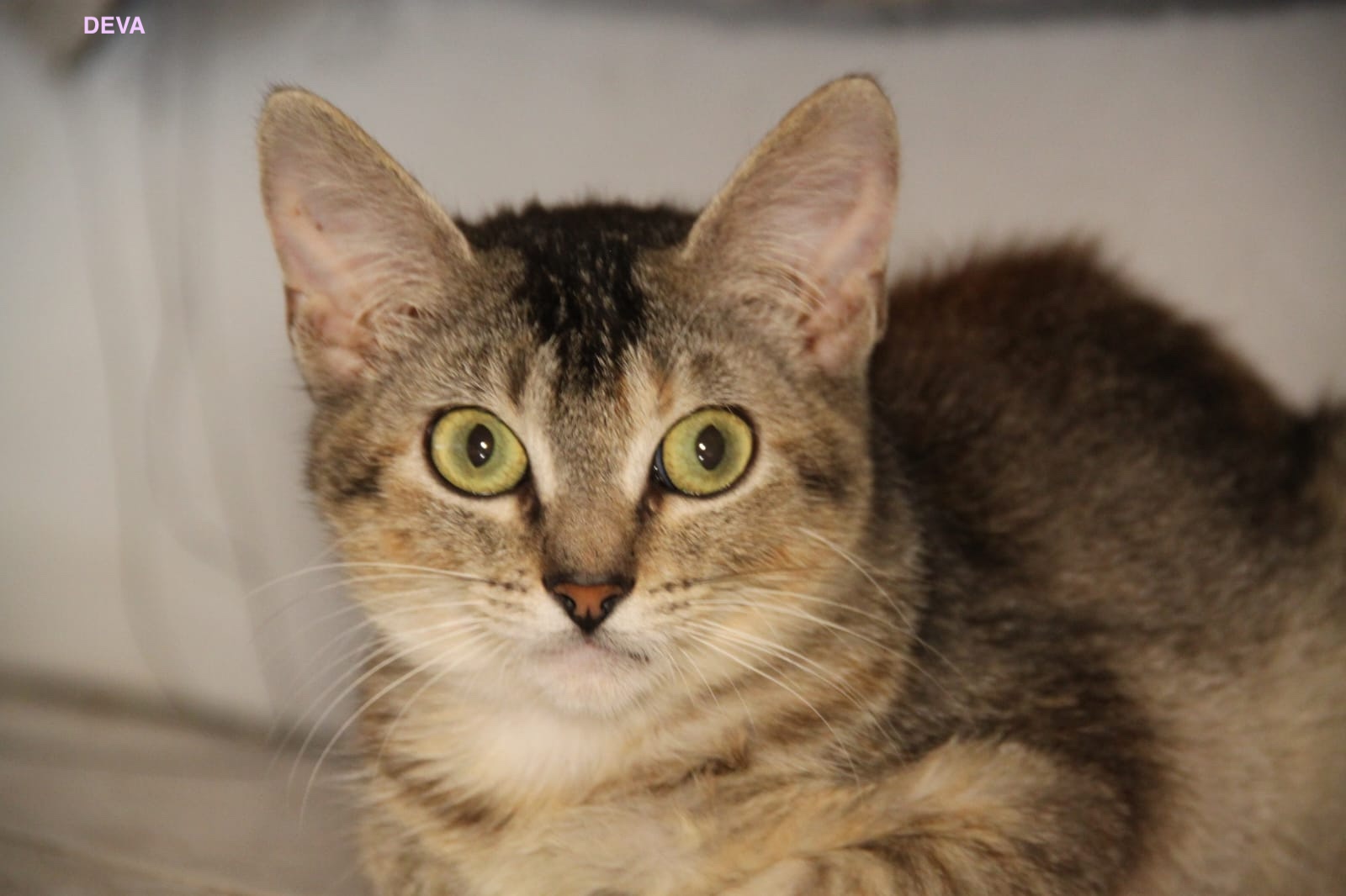 DEVA, Chaton femelle Croisé NON-LOF